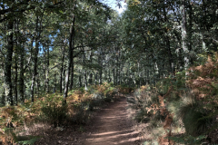 10.04_To-Molinaseca4